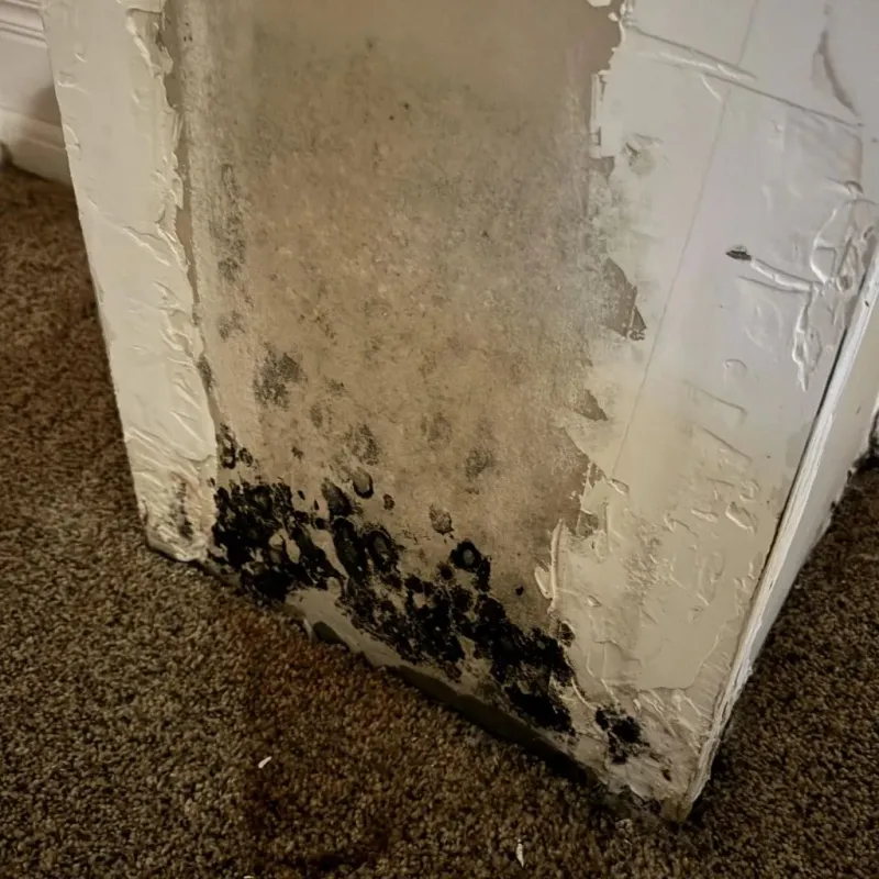 Professional Mold Removal in Bienville Parish, LA